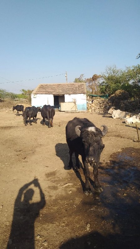 આ પાડો વેચવાનો...