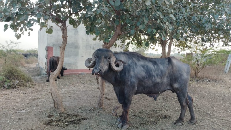 પાડો