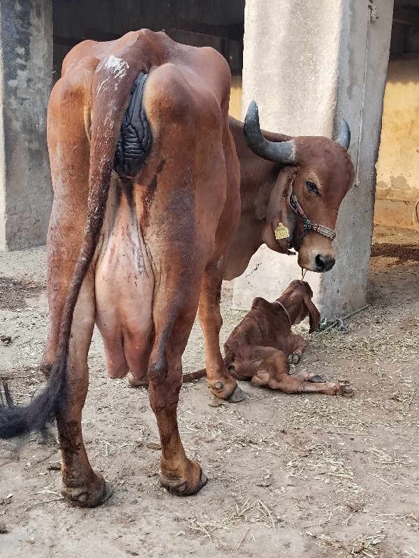 ગીર ગાય વેચવાની