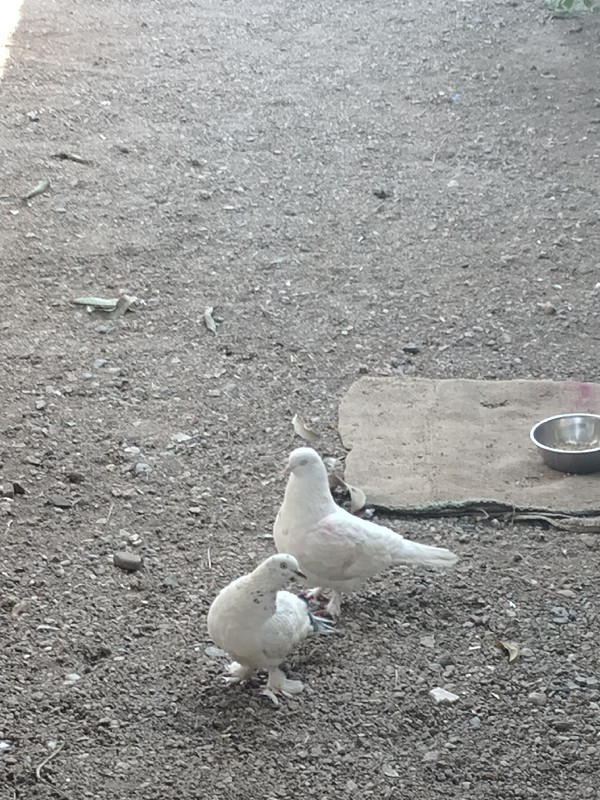 કબુતર ની જોડી દ...