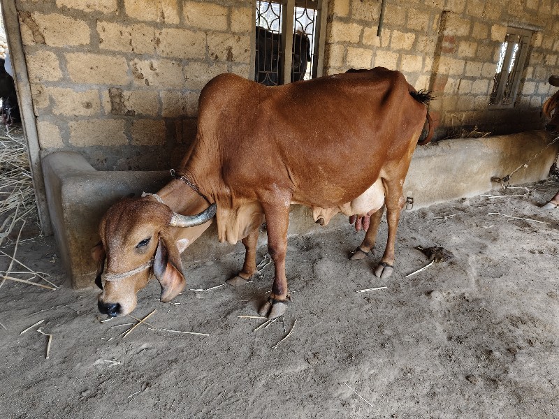 ગાય વેચવા માટે