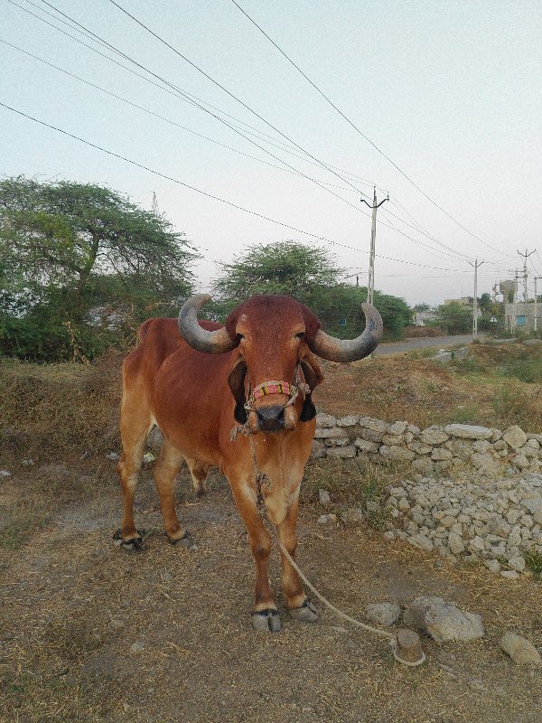 બળદ વેચવાનો છે...