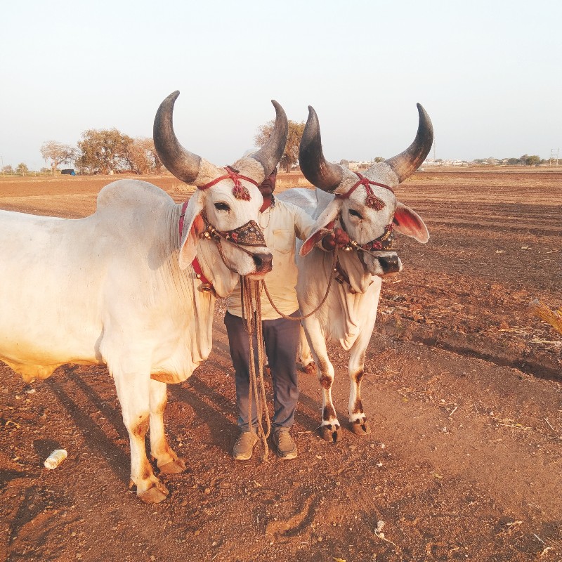 બળદ વેચવાના સે