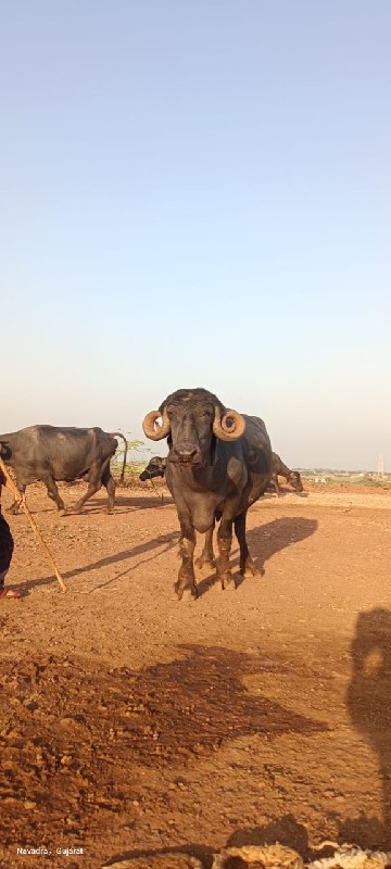 ભેંસ વેચવાની છે