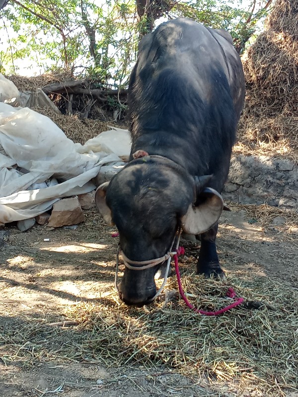 આ પાડો વેચવાનો...