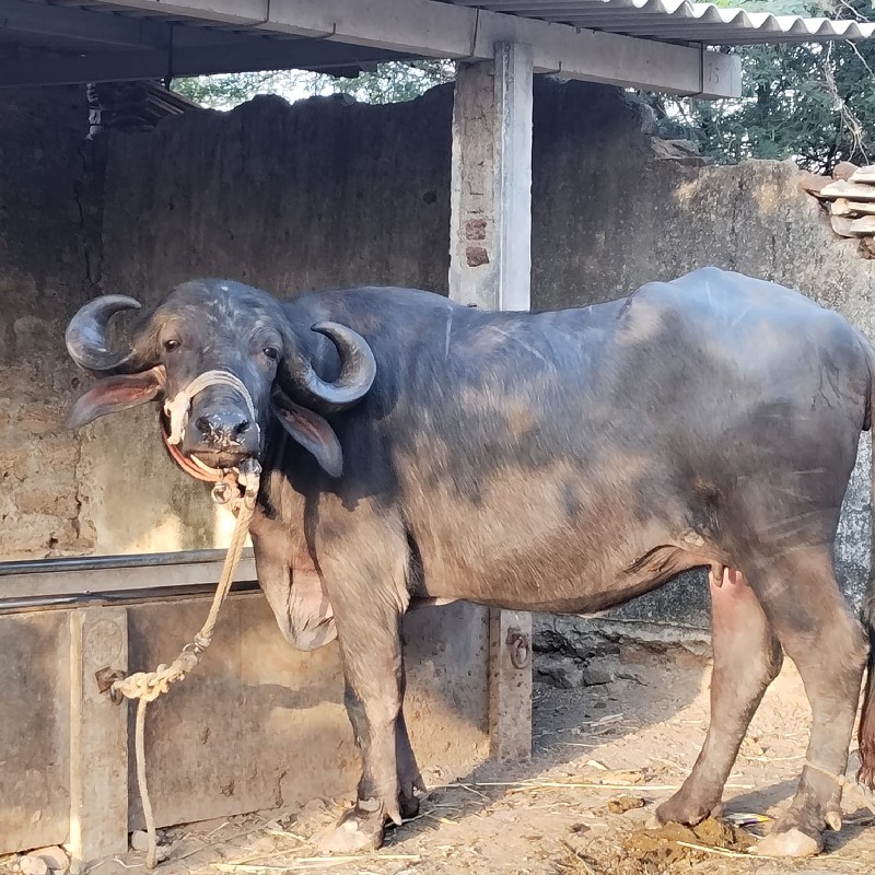 બે ખડેલી વેચવાન...