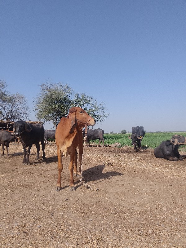 આ હોડકી વેશવાની...