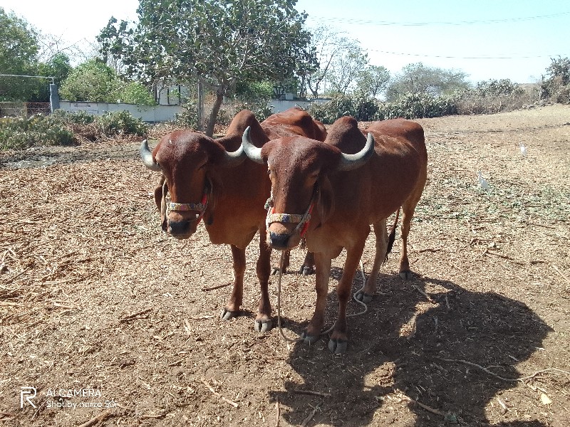 ગોઢલા