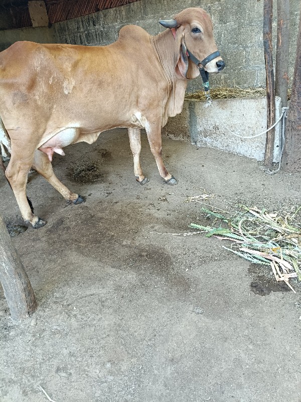 ગીર   હોડકી વેચ...