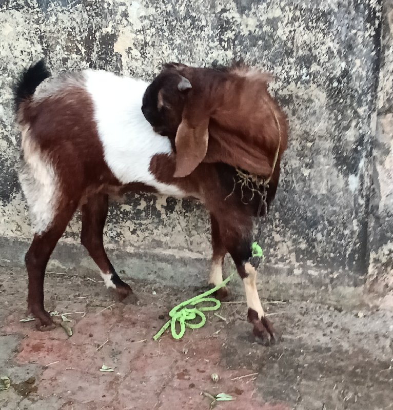 બકરો ખાન દેશી છ...