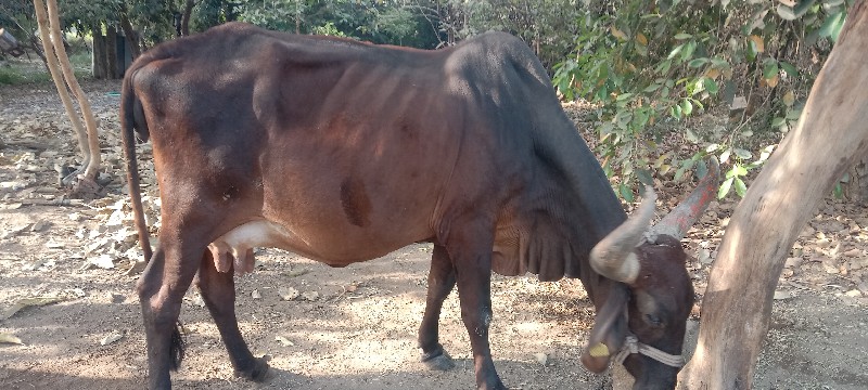 ગાય વેચવાની છે