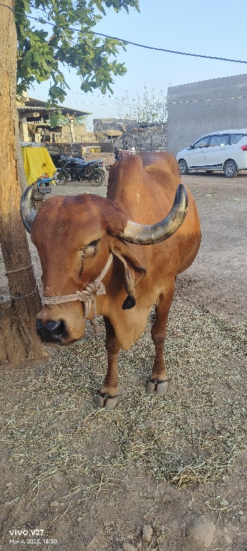 ગાય
ગીર ગાય વેચ...