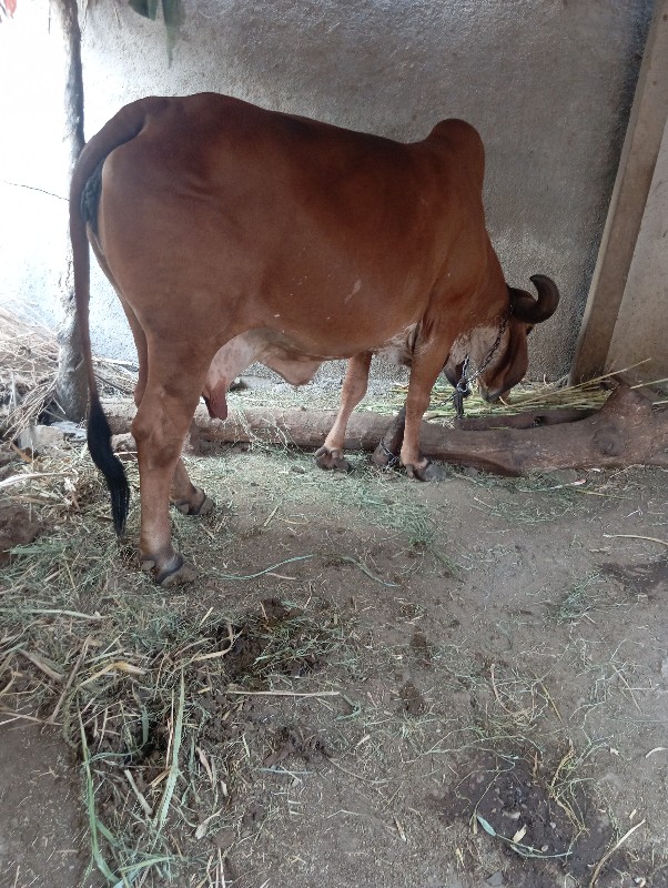 ગાઈ વેસવાનિ છે...