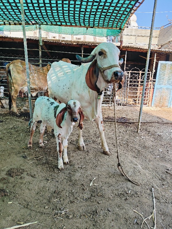 ગાય વેચવાની છે