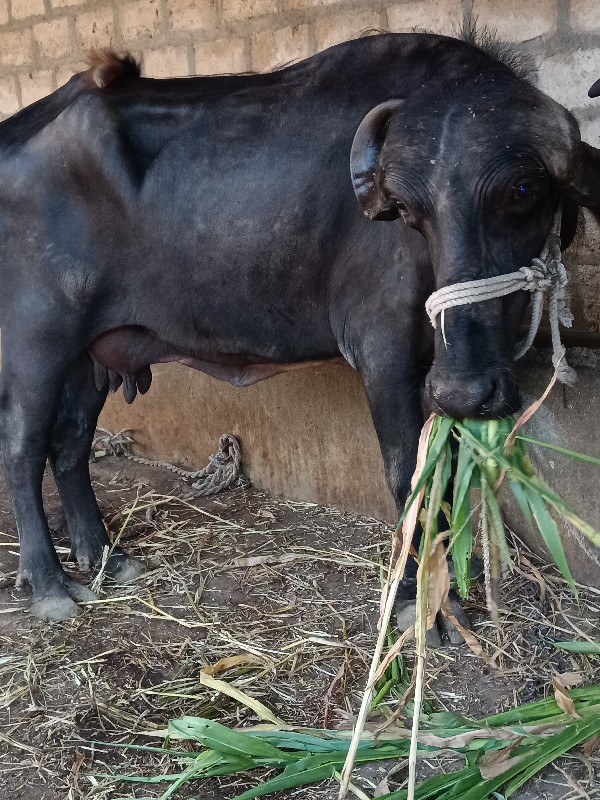 ભેંસ વેચવાની છે