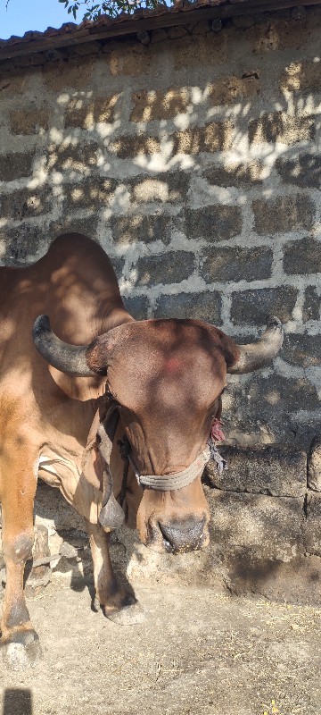 ગીર ગાય વેસવાની...