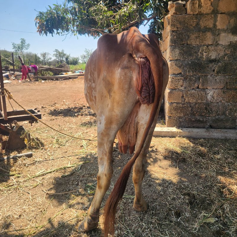 ગીર ગાય