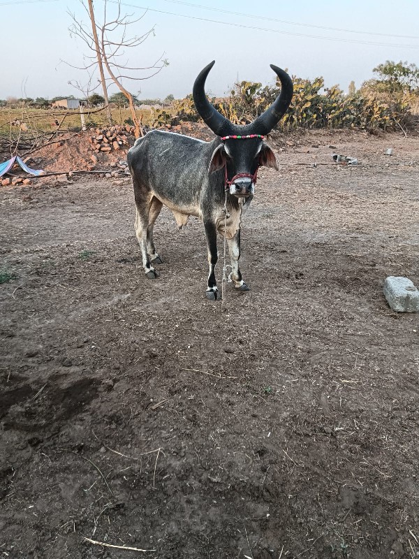 ગોઠલો વેચવાનો છ...