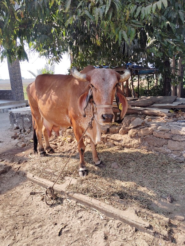 ગાય વહેંચવાની છ...