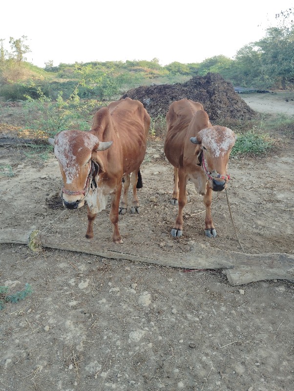 ગોધલા વેચવા છે