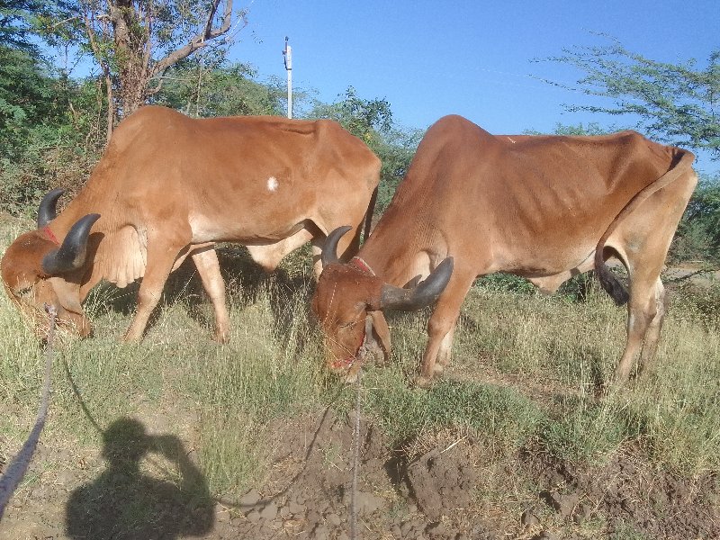 બરધ વેસવાનાસે