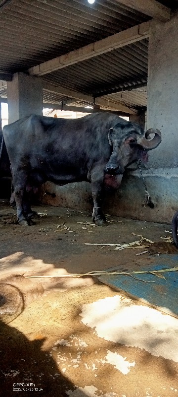 ભેંશ વેસ્વાની છ...