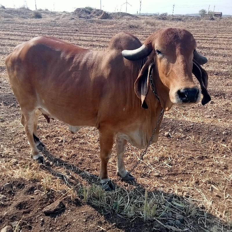 ગીર.ગાય.વેસવાની...
