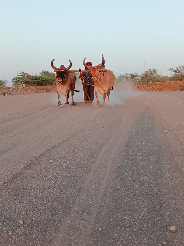 ઘોઘલા બળઘ