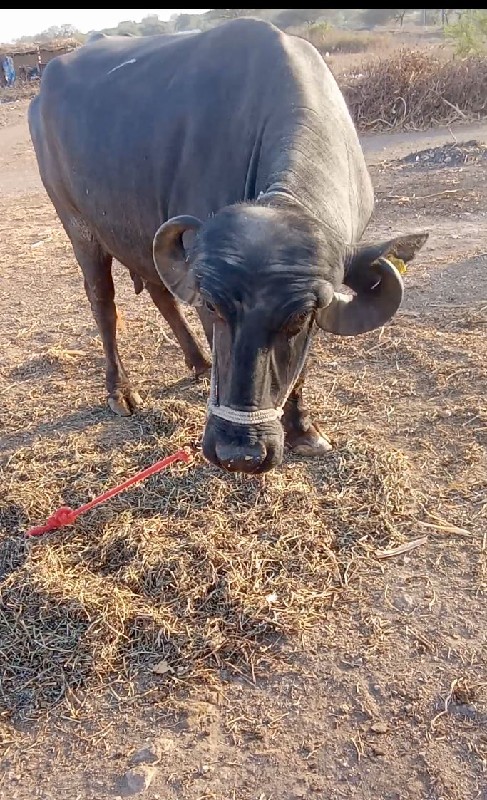 ભેંસ વેચવાની છે