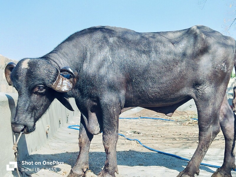 પાડો વેચવાનો છે