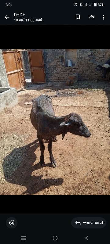 પાડી વેસવાનીસે...