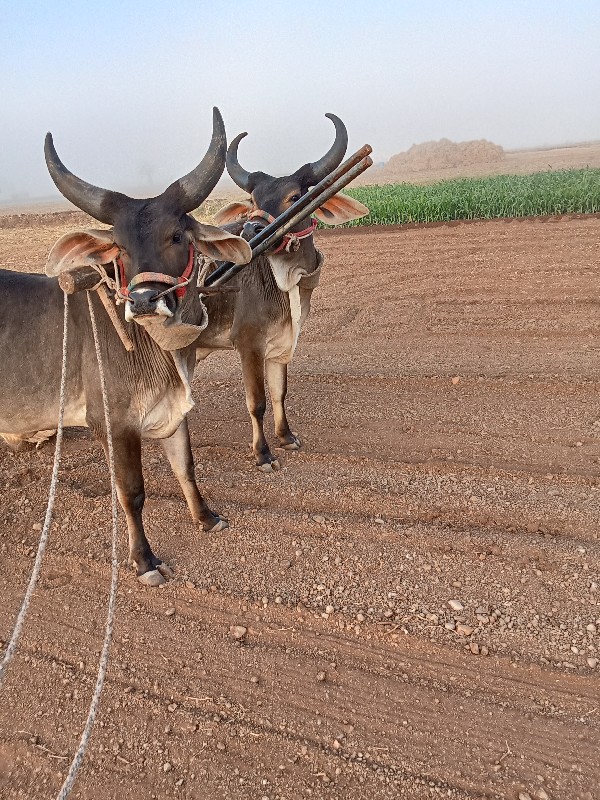 વેચવાના છે