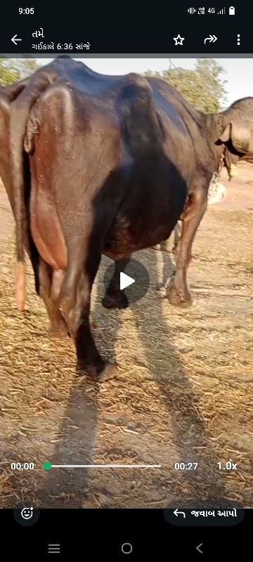 ભેંસ વેચવાની છે