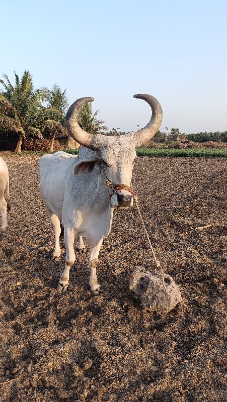 બળદ 4ધર