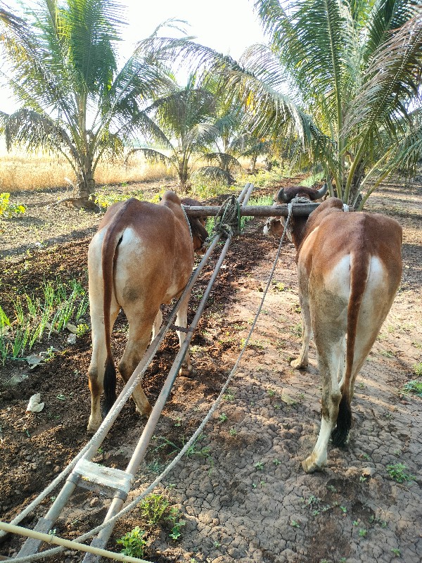 ગોઢલા