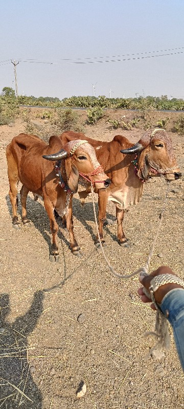 વાંસડા વેસવાનાછ...