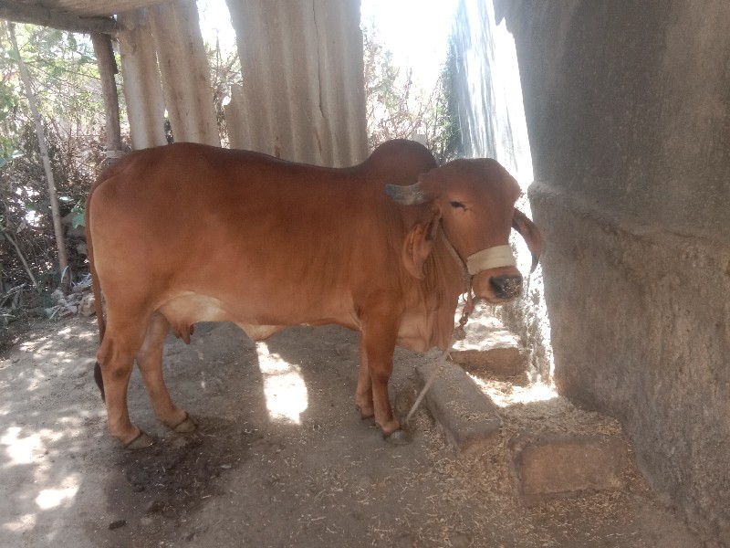 ગાય વેચવાનું છૅ