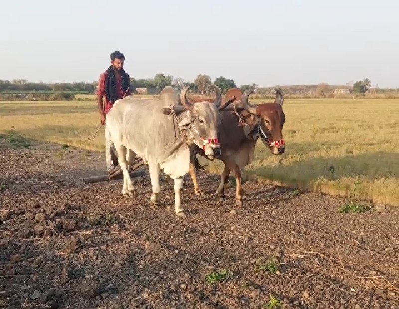 બરધ  વેચવાના છે