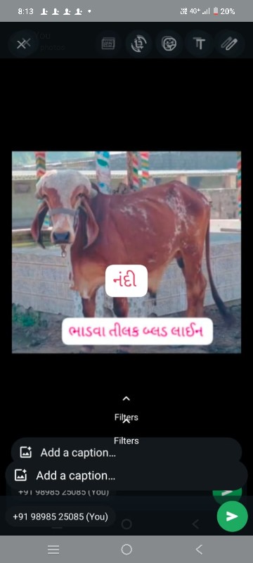 ગીર વાછડીઓ તથા...