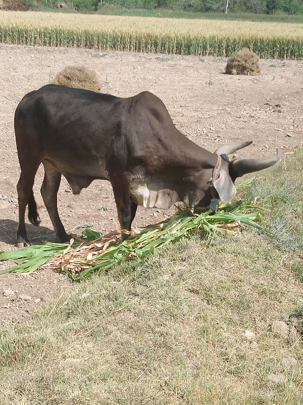 ફુલ જવાબદારી દે...