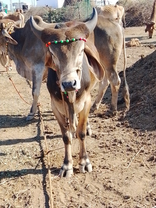 આ ગોઢલાવેશવાનાછ...