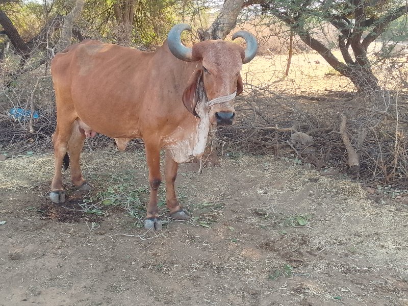 ગાય