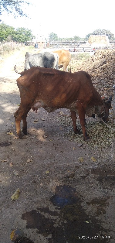 ગાયવેચવાનિછે