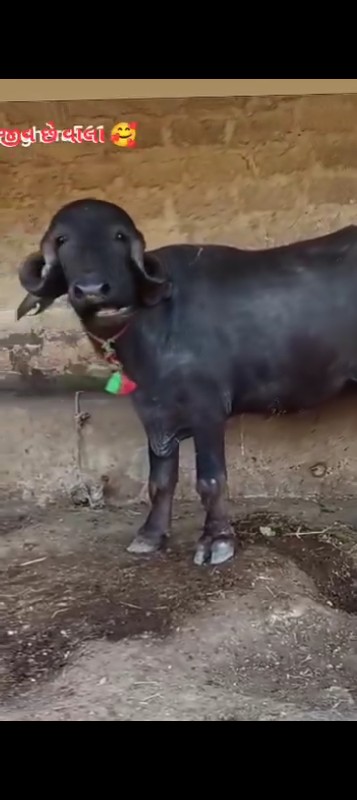 ખડેલી વેચવાની છ...