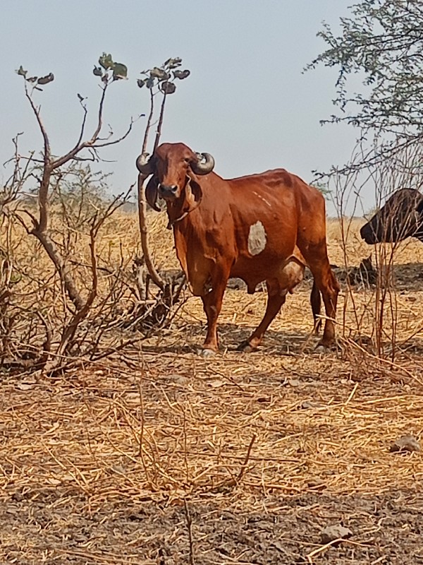 ગાય વેચવાની છે...