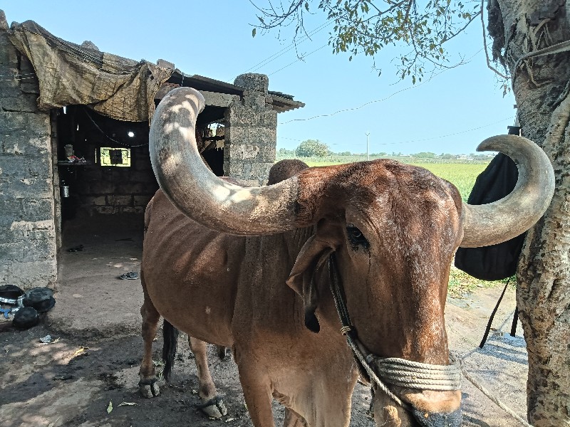 જમનીયા હલે છે