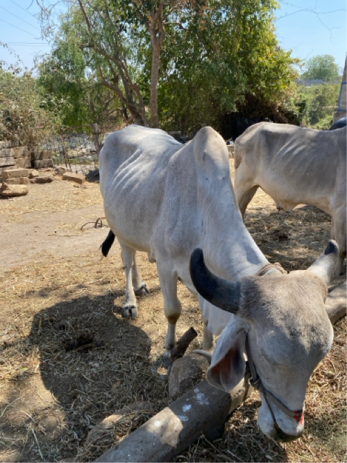 બળદ