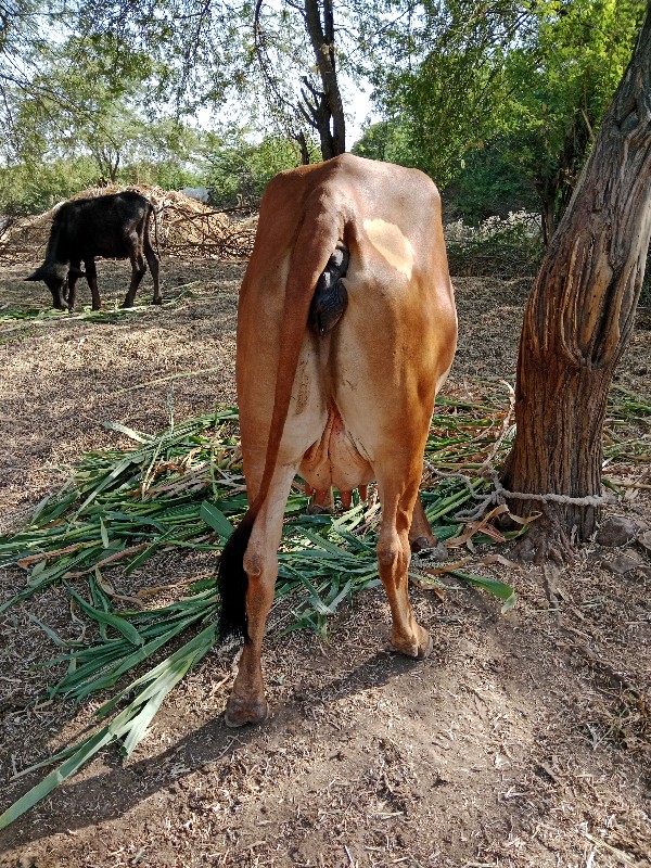 ગાય વેચવાની