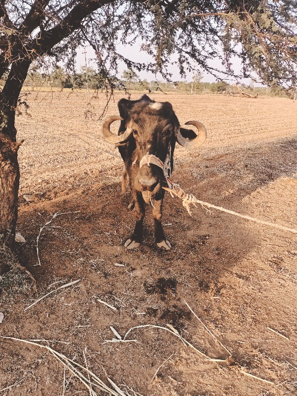 ખડેલૂ