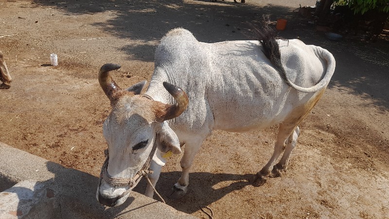 બળદ વેચવા ના શે